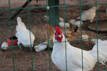 white hen chicken looking through fence