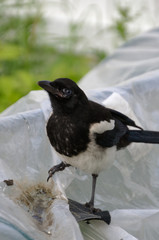 Magpie on a Greenhouse
