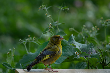 young greenfinch on bench in meadow