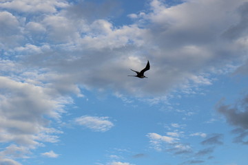 bird flying on blue cloudy sky