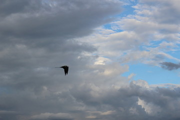 bird flying on blue cloudy sky