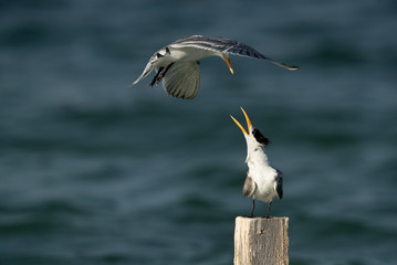 Greater Crested Tern trying to occupy the resting place at Busaiteen coast, Bahrain