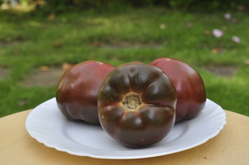 Black tomato in the garden