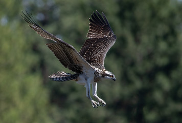 Juvenile osprey in flight