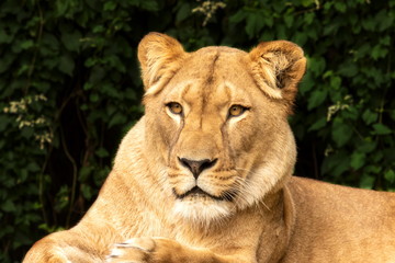 Löwin