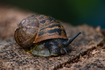 Snail 2