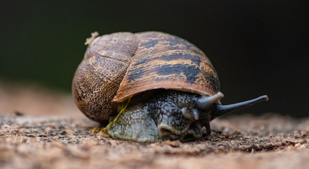 Snail 