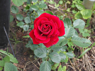 red rose in garden