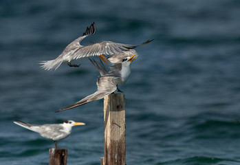 Greater Crested Tern pushing other for wooden log at Busaiteen coast, Bahrain