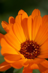 Orange flower 3