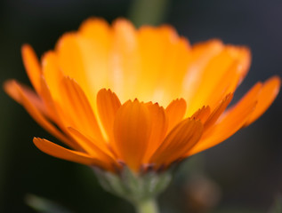 Orange flowers