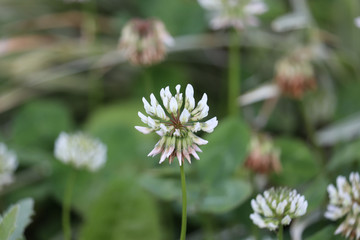 close up of pine needles
