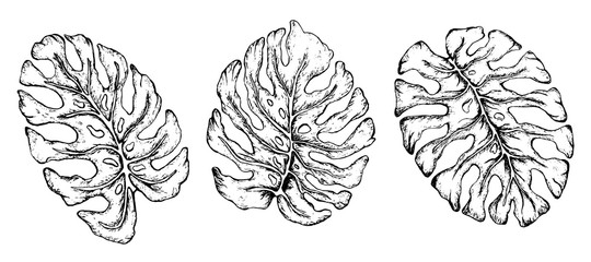 fashionable set of tropical, summer leaves (monstera). sketch, hand-drawn flower in the doodling style. for the print. prints, decorations, invitation cards, Wallpaper. monochrome  illustration