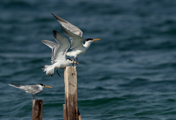 Greater Crested Tern pushing another for wooden log at Busaiteen coast, Bahrain
