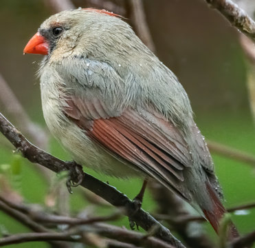 Female cardinal sitting on a branch during in the rain