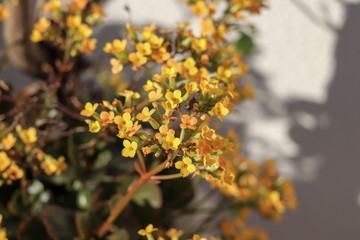 yellow leaves on the tree