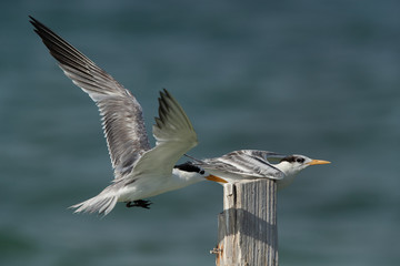 Greater Crested Tern trying to sit on wooden log at Busaiteen coast, Bahrain