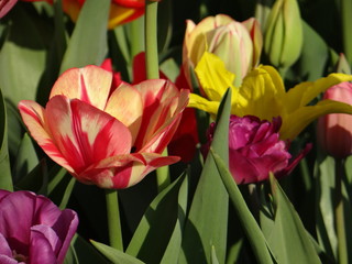 Colorful Tulips