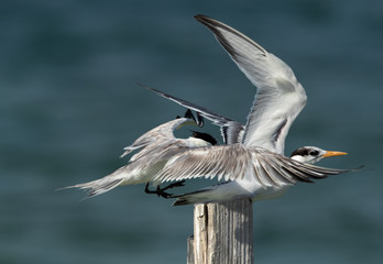 Greater Crested Tern pushing other at Busaiteen coast, Bahrain