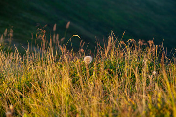 dandelion at sunset in the mountains