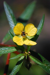 Flor de la montaña