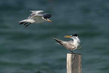 Greater Crested Terns in flight at Busaiteen coast, Bahrain