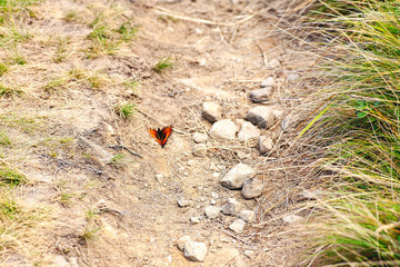 butterfly out of focus. butterfly in the forest