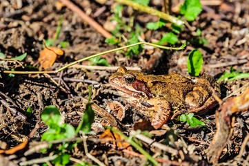 Tailless amphibian toad (lat. Bufonidae) or just a toad on a bright sunny autumn day. Moscow region, Russia.