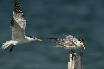 Greater Crested Tern approaching the other at Busaiteen coast, Bahrain