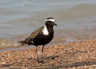 American Golden-Plover on a beach