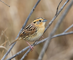 LeConte's sparrow perching