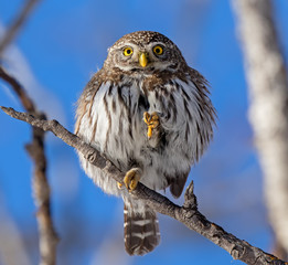 Northern Pygmy Owl showing excellent balance and flexibility.