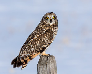 Short-eared Owl perched during a winter's evening.