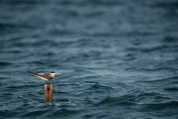 Greater Crested Tern  perched on woode log surrounded by sea waves at Busaiteen coast of Bahrain