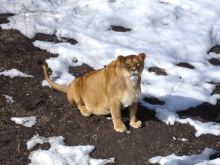 Old lioness on a winter day. Wild animal
