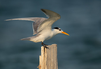 Greater Crested Tern landing on a wooden log at Busaiteen coast, Bahrain