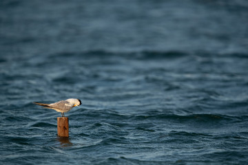 Greater Crested Tern  perched on woode log surrounded by sea waves at Busaiteen coast of Bahrain