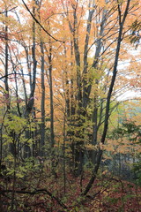 Obraz premium Jesienne i jesienne liście w Mono Cliffs Provincial Park niedaleko Toronto w Kanadzie