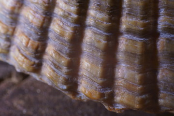 Background with pattern of a sea shell