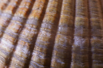 Background with pattern of a sea shell