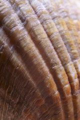 Background with pattern of a sea shell