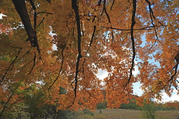 カナダのトロント近郊のモノクリフス州立公園　Mono Cliffs Provincial Parkの秋、紅葉