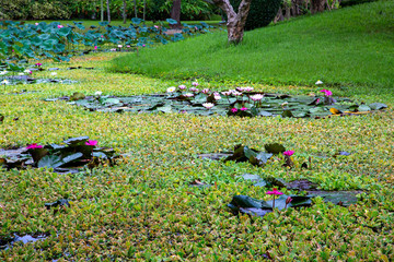Pink and white water lilies in Chiang Mai, Thailand