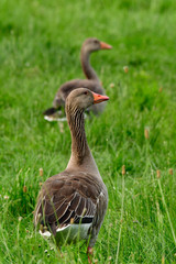 wild greylag geese make a break and eating grass in meadow