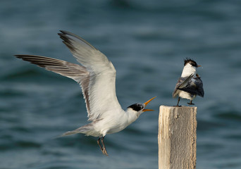 Greater Crested Tern approaching close to wooden log at Busaiteen coast, Bahrain