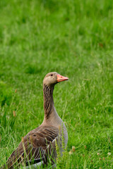 portrait of a wild grey goose in the grass