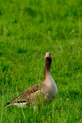 portrait of a wild grey goose in the grass