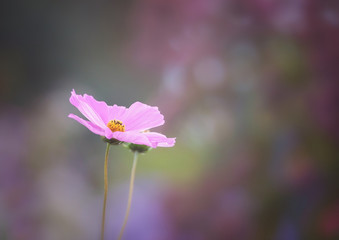 Awesome  photo of two pink cosmos flowers on a colorful bokeh background fine art photography