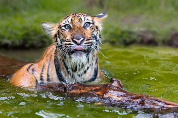 Fototapeta na wymiar Baby indochinese tiger, known as Panthera Tigris Corbetti in latin, playing in the water, Thailand