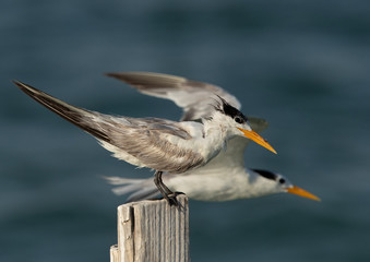 Greater Crested Tern at Busaiteen coast, Bahrain